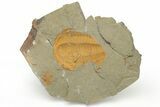 Cambrian Trilobite (Hamatolenus) - Pos/Neg Split #222420-3